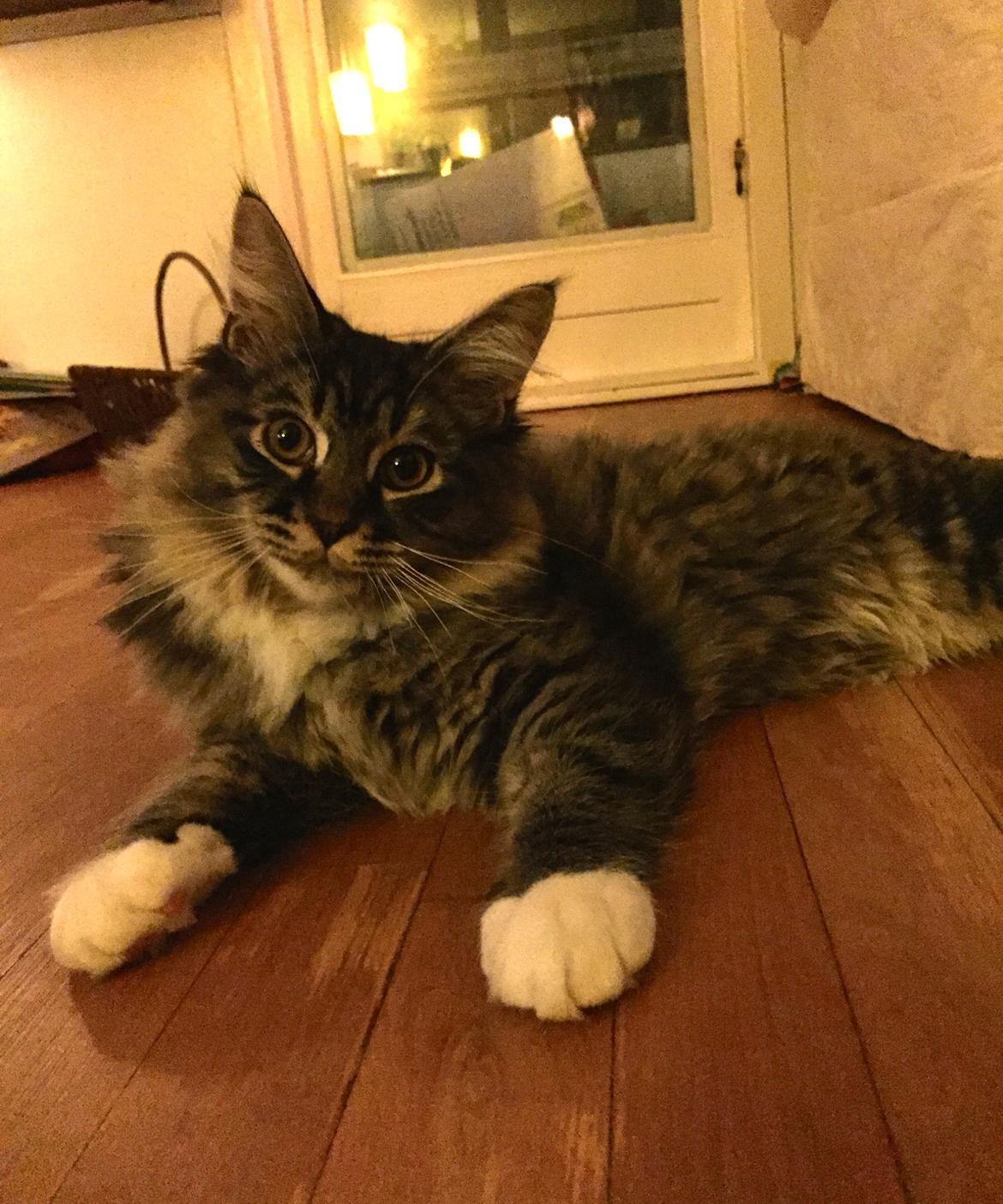 Maine Coon Simba billede 12