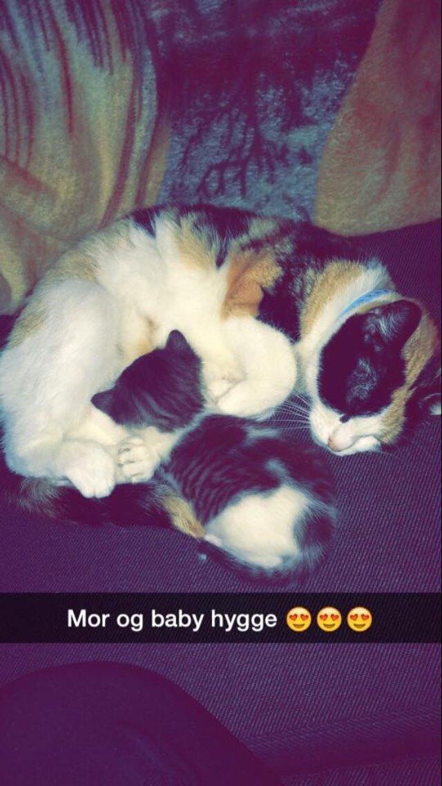 Huskat Kitty billede 2