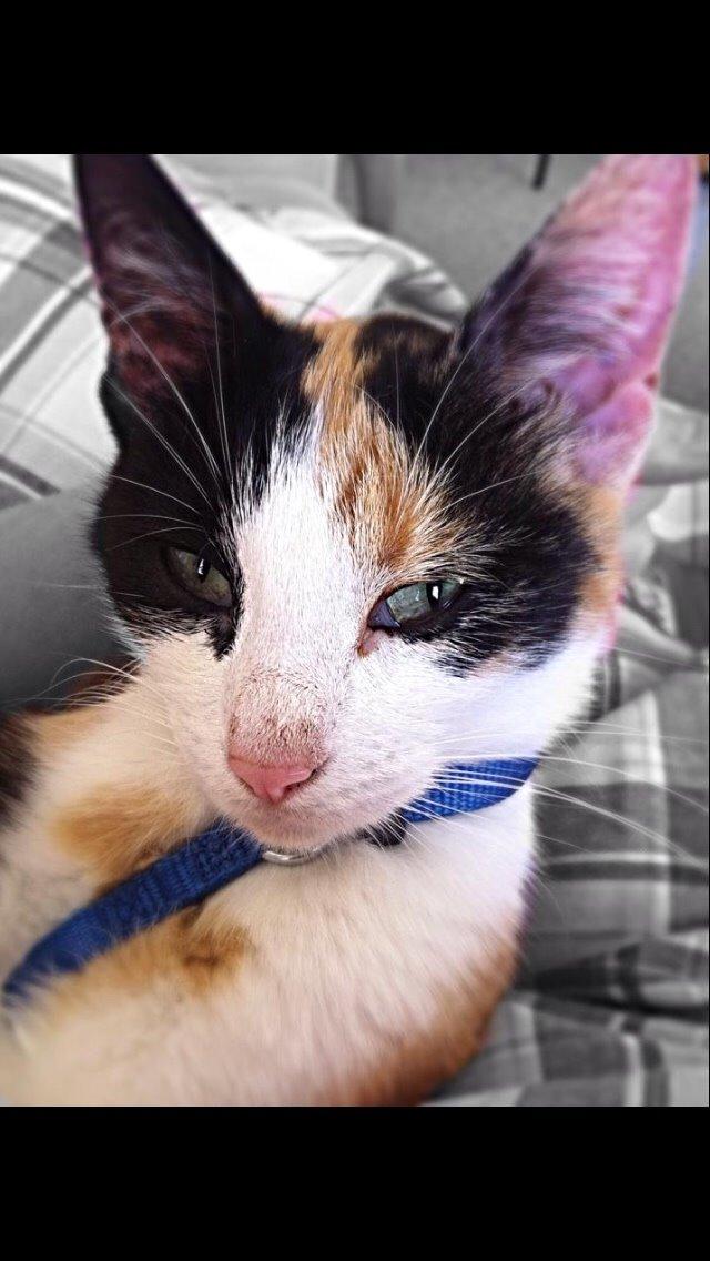 Huskat Kitty billede 1