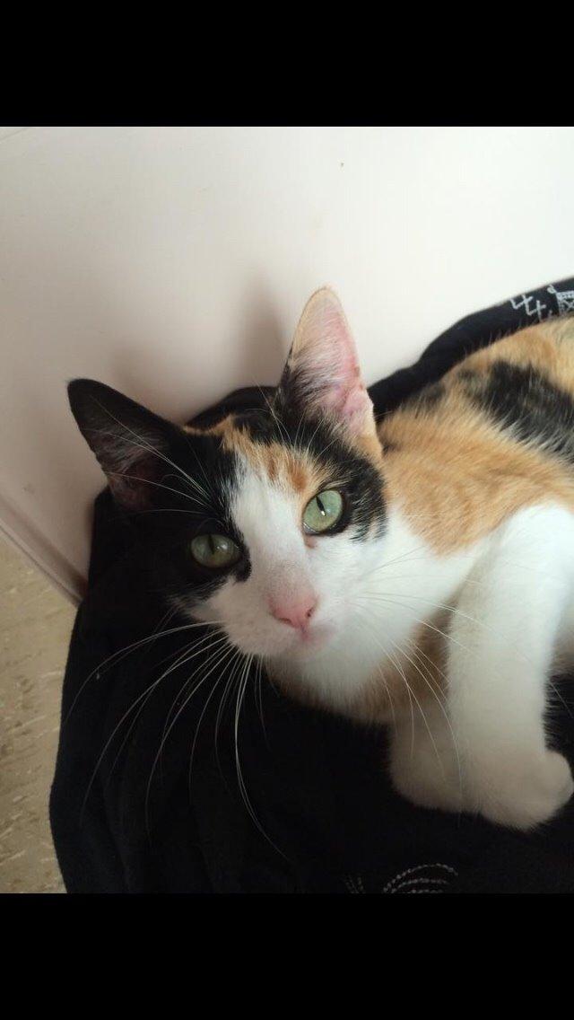 Huskat Kitty billede 3