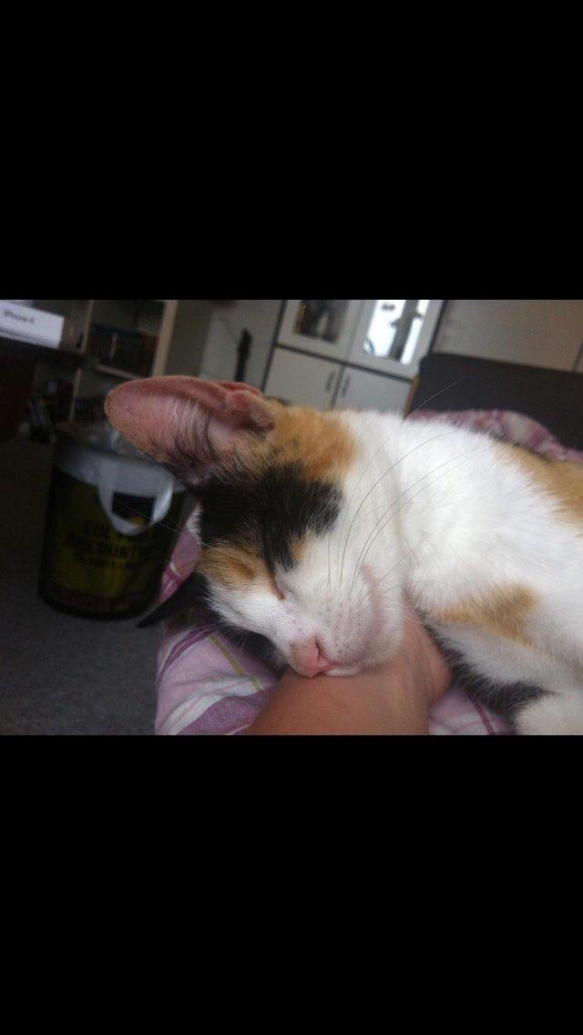 Huskat Kitty billede 5