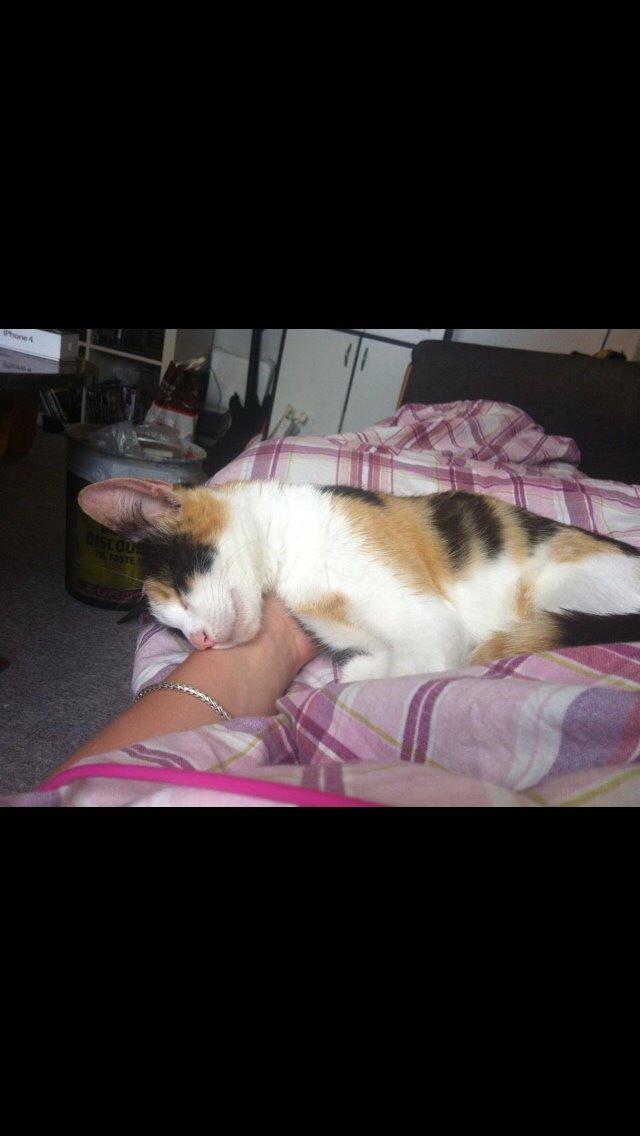 Huskat Kitty billede 6