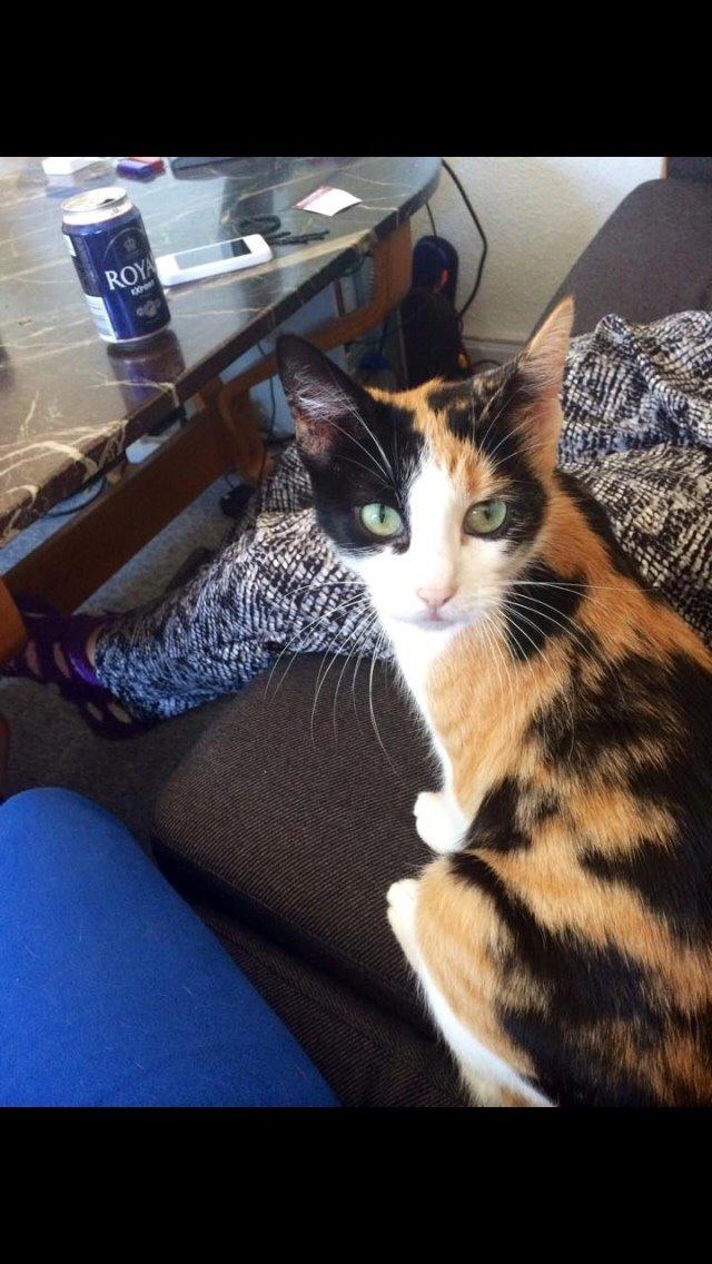 Huskat Kitty billede 4