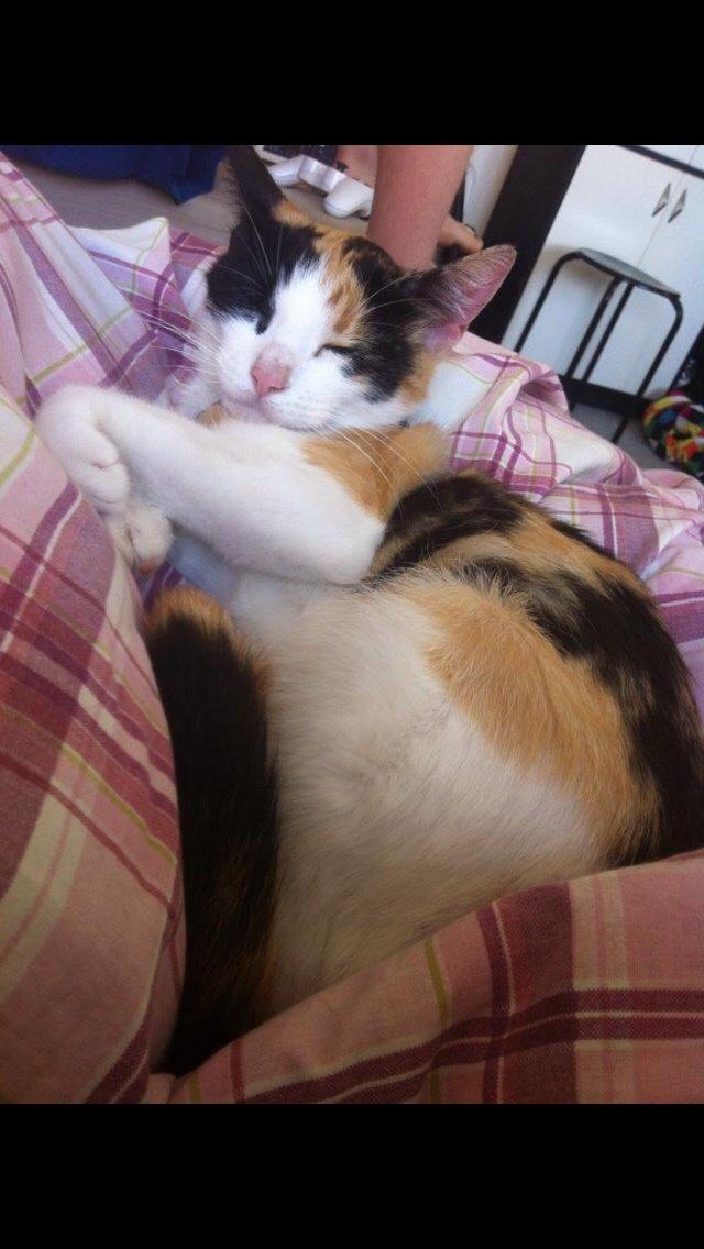 Huskat Kitty billede 8