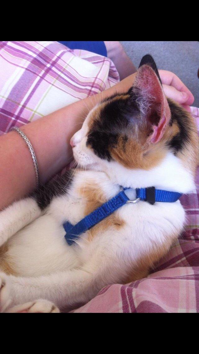 Huskat Kitty billede 9