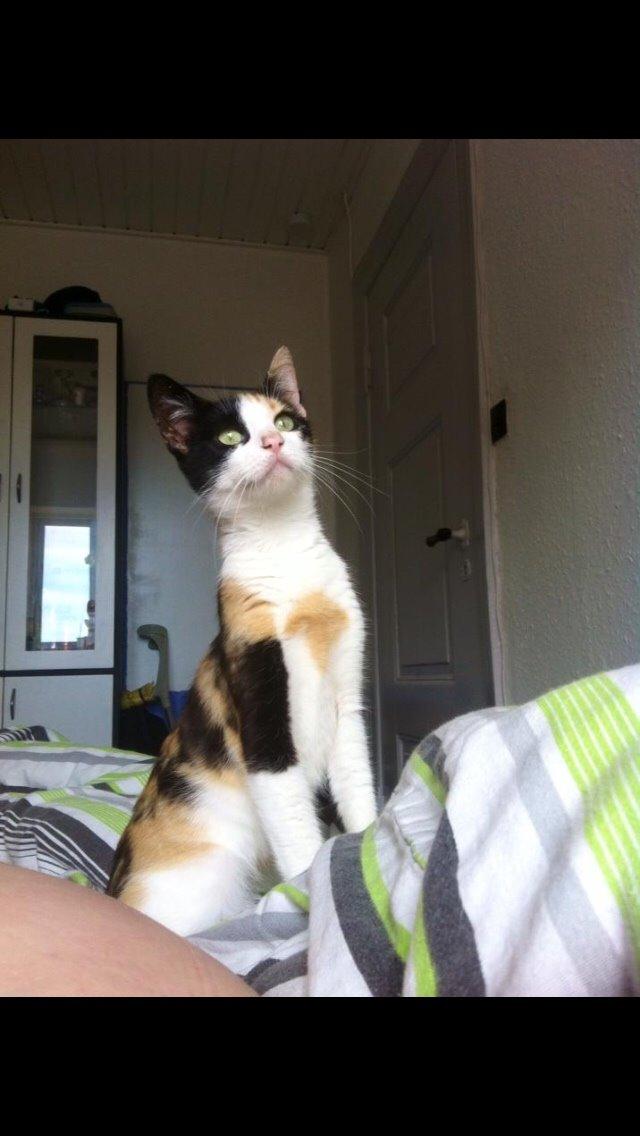 Huskat Kitty billede 10