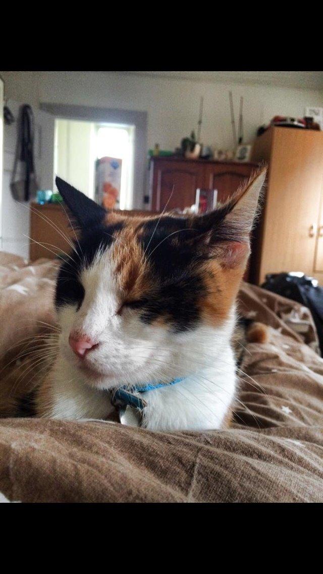 Huskat Kitty billede 11