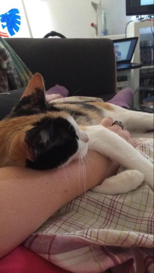 Huskat Kitty billede 12