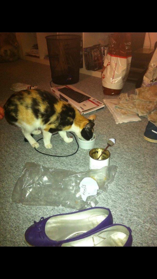 Huskat Kitty billede 13