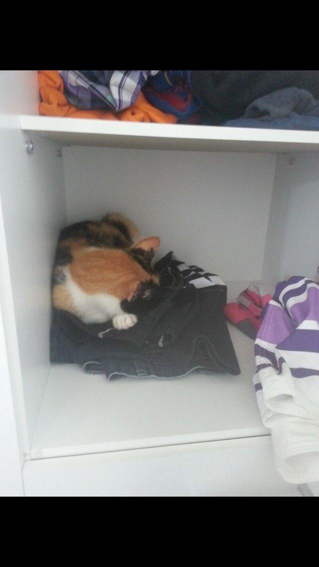 Huskat Kitty billede 15