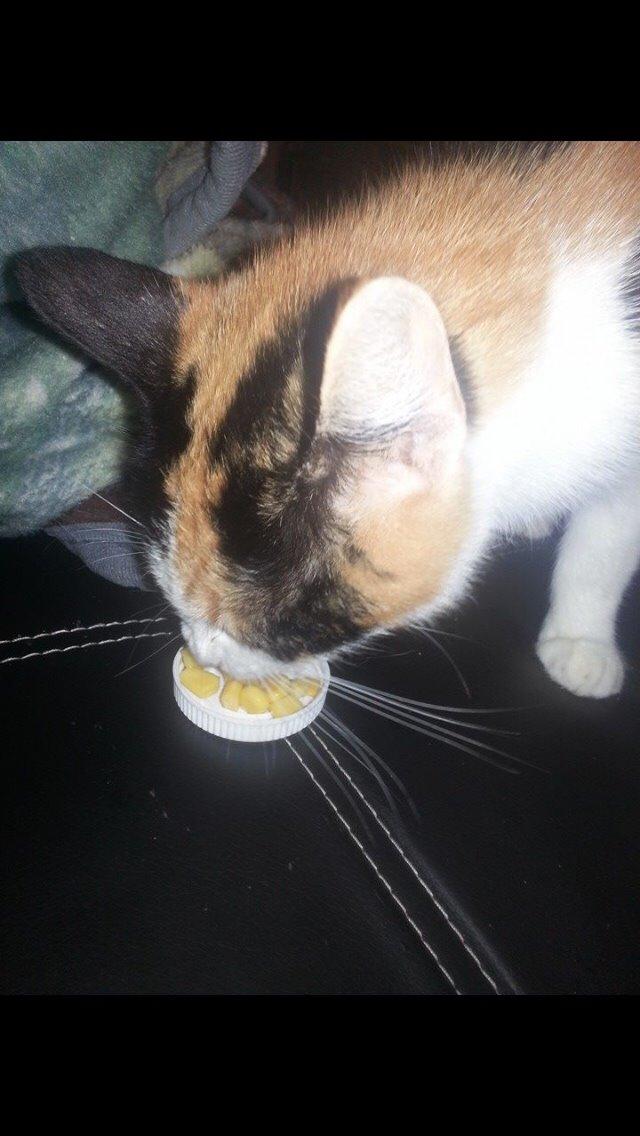 Huskat Kitty billede 14