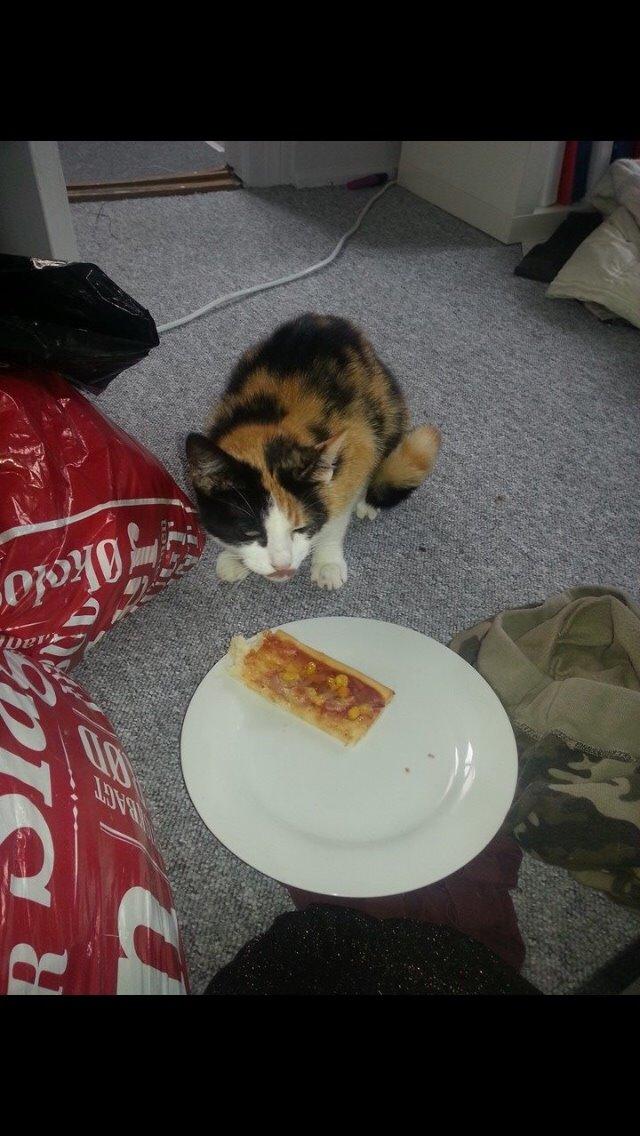 Huskat Kitty billede 16