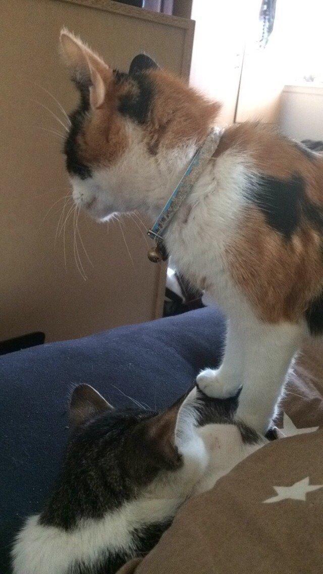 Huskat Kitty billede 17