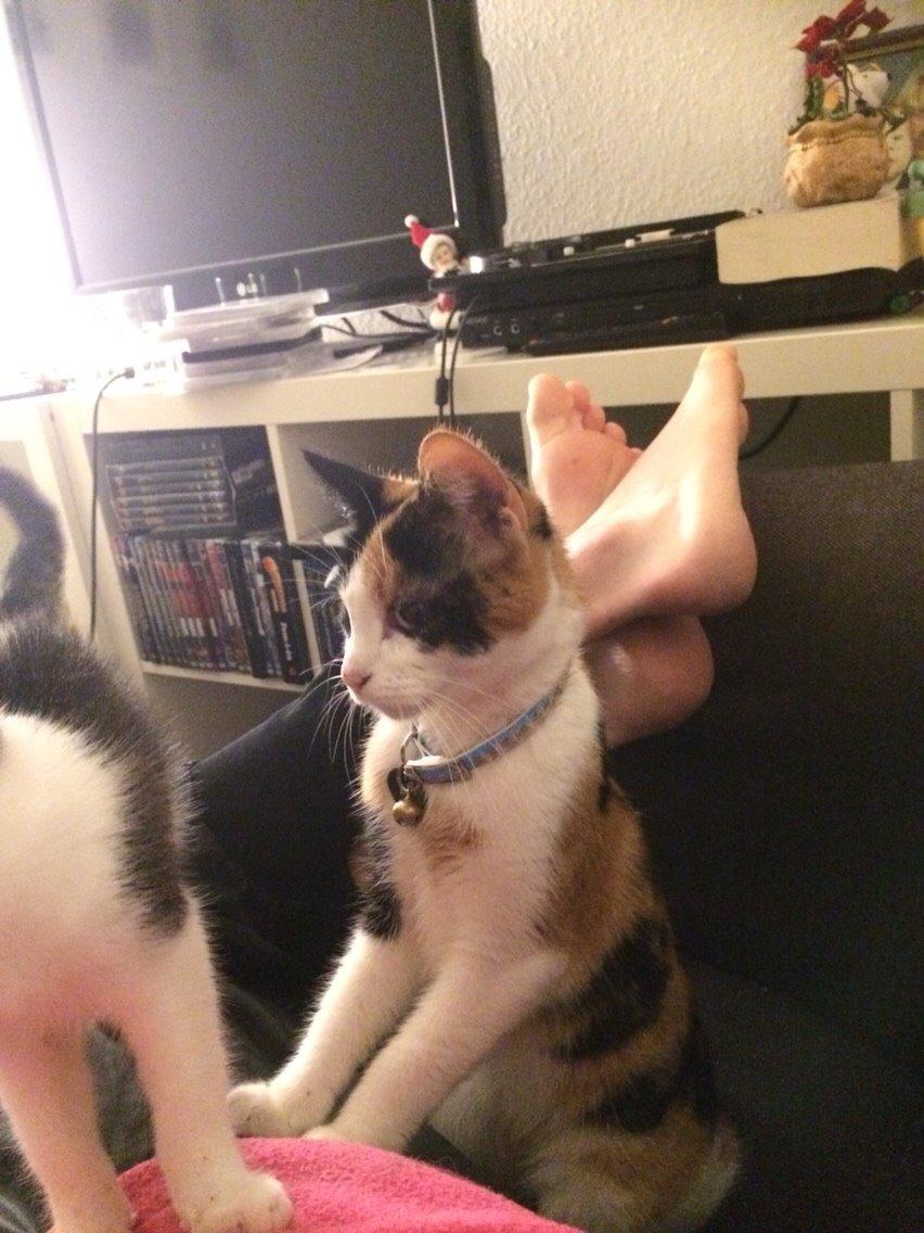 Huskat Kitty billede 18