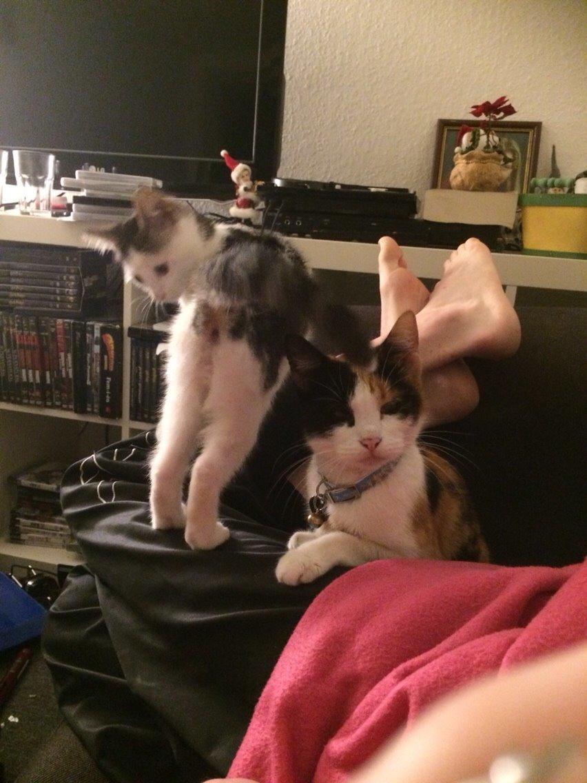 Huskat Kitty billede 19