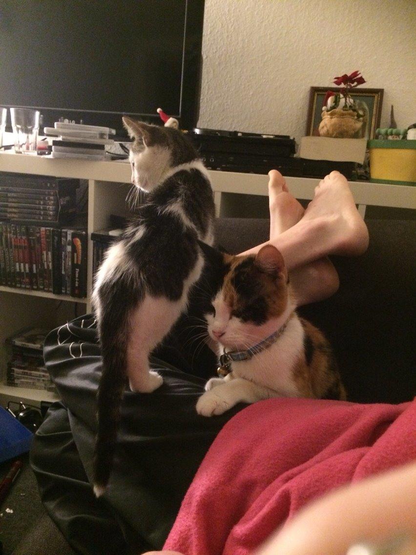 Huskat Kitty billede 20