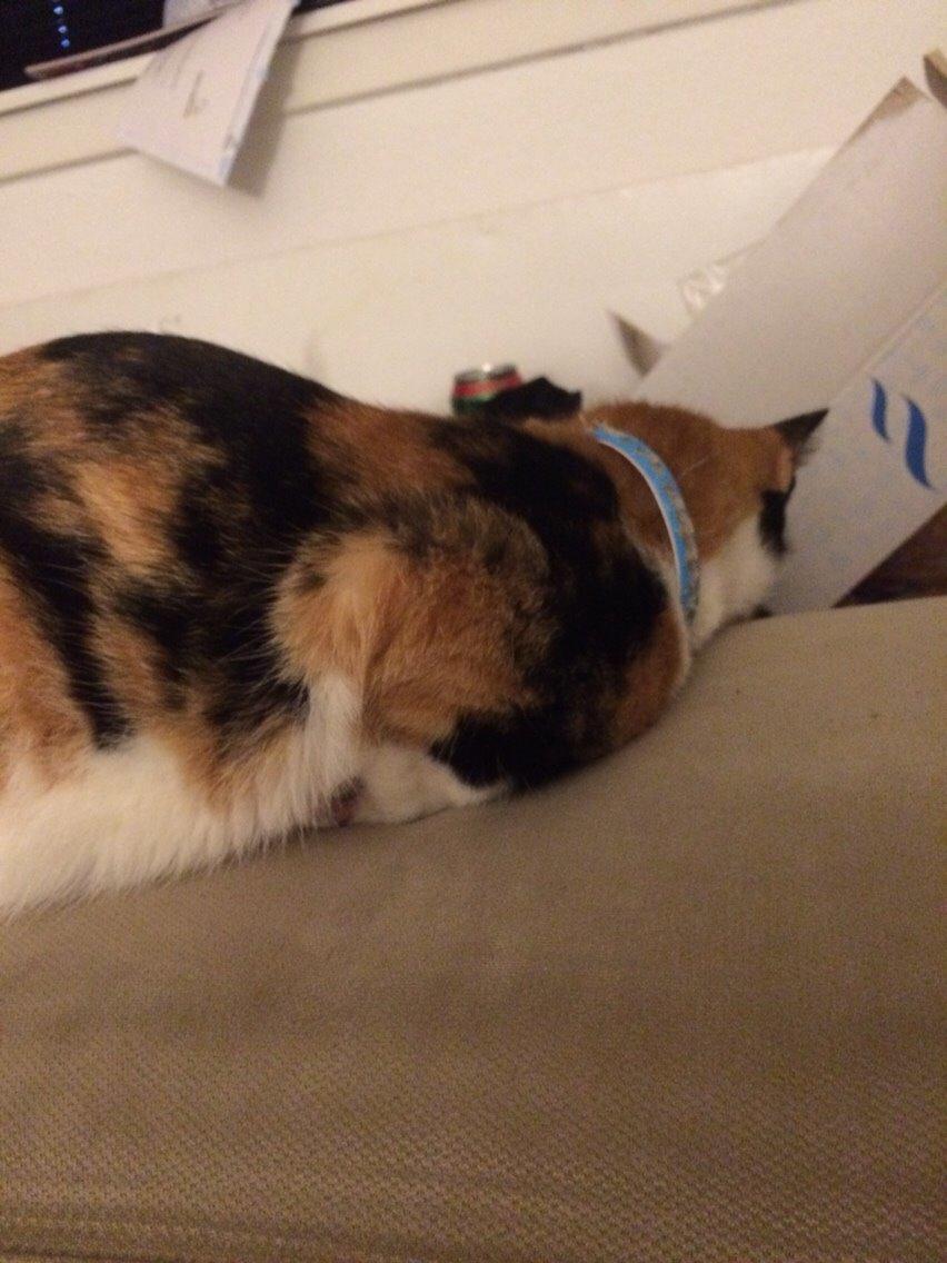 Huskat Kitty billede 22