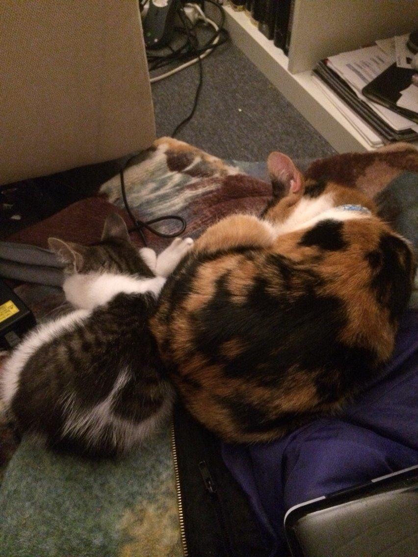 Huskat Kitty billede 21