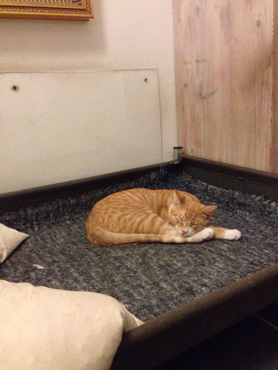 Huskat Balou billede 26