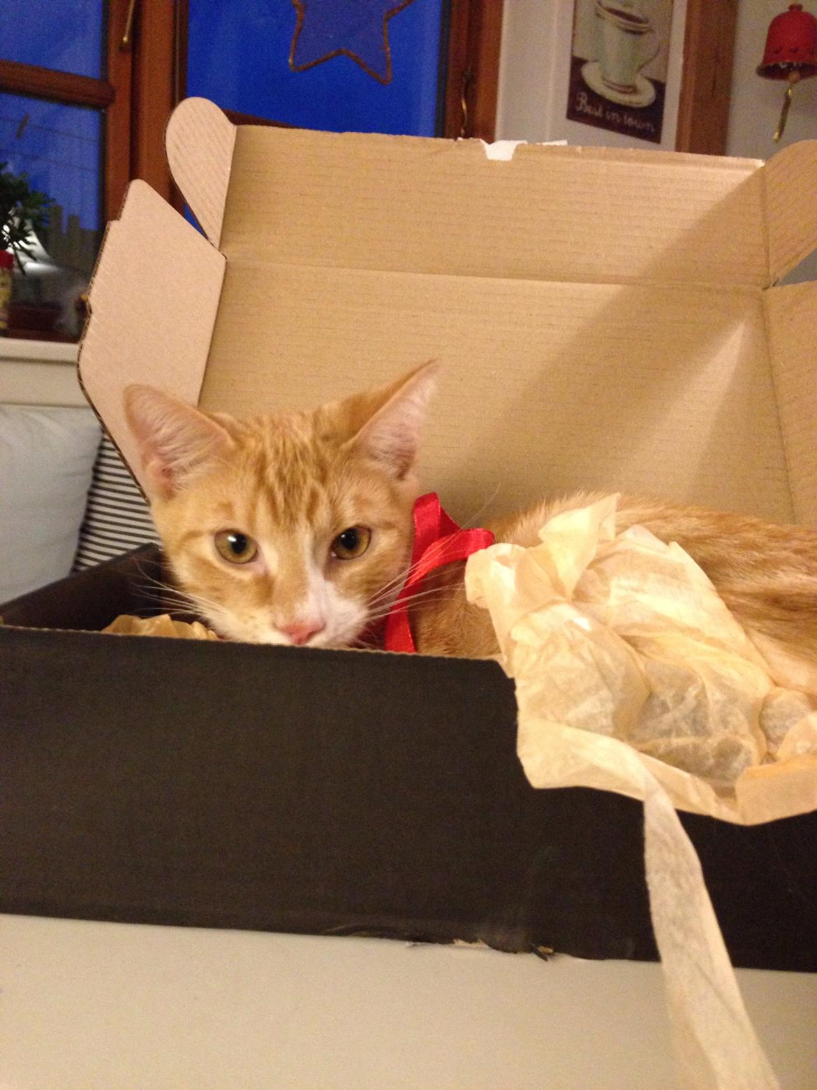 Huskat Balou billede 25