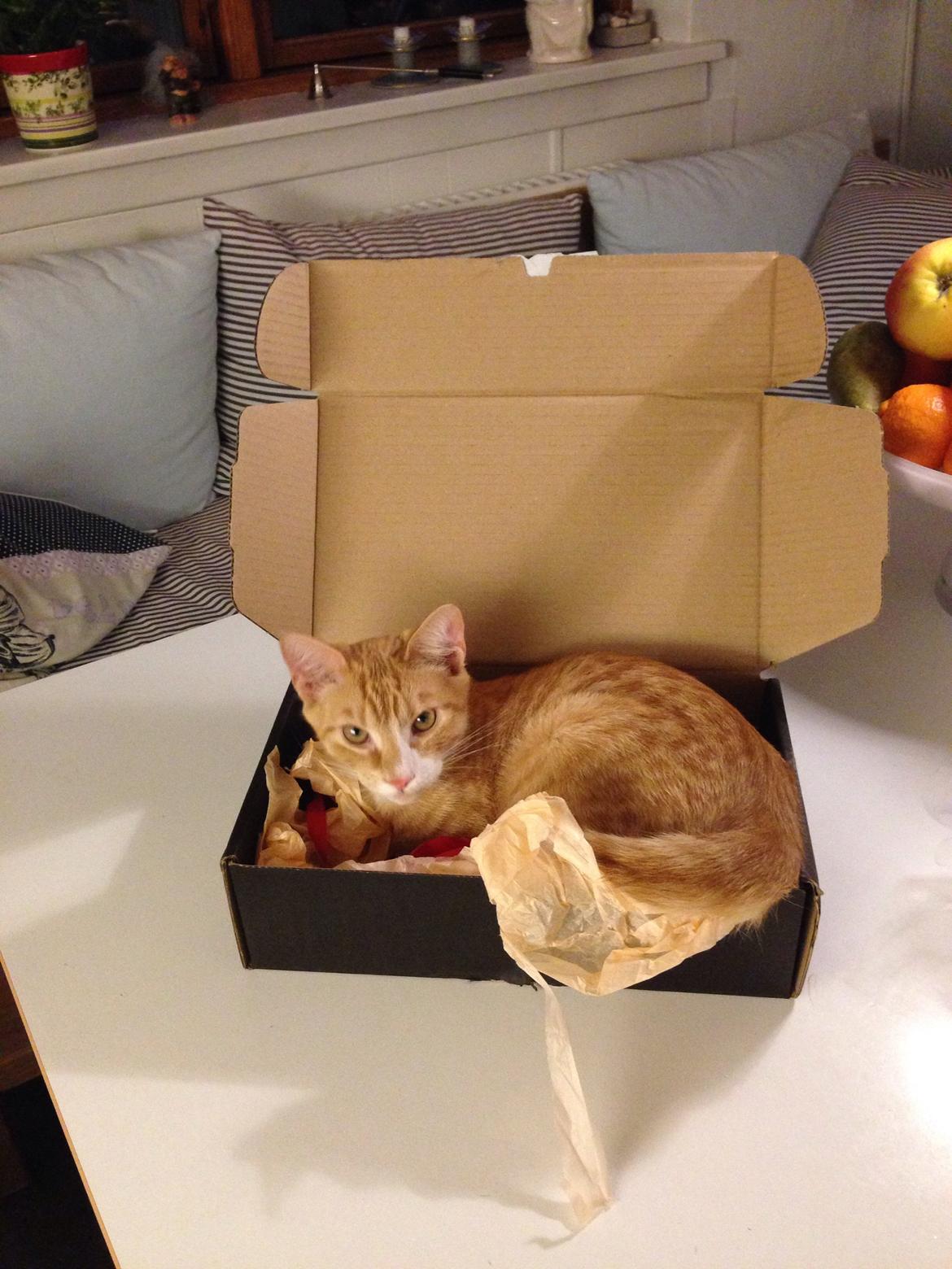 Huskat Balou billede 27