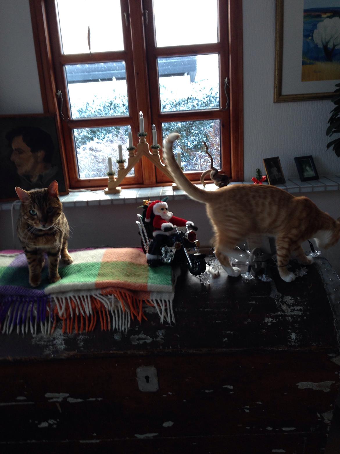 Huskat Balou billede 28