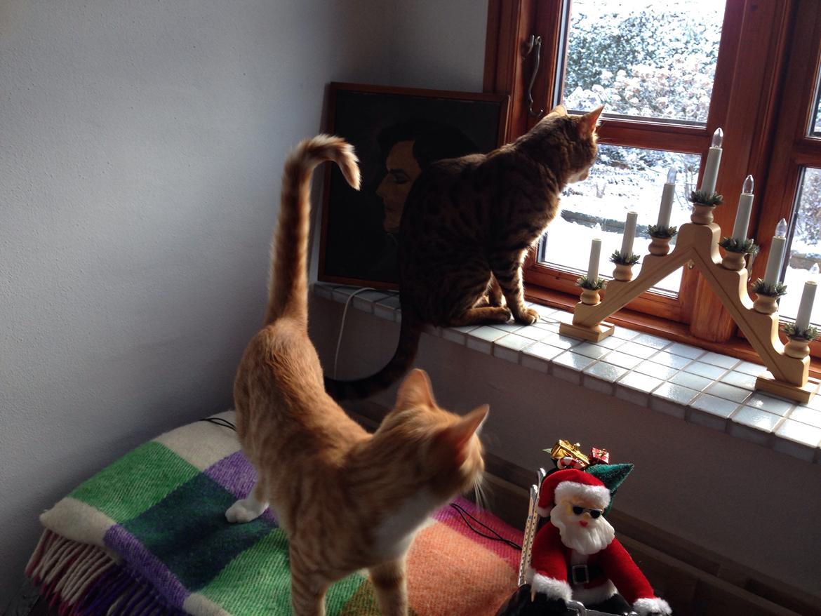 Huskat Balou billede 29