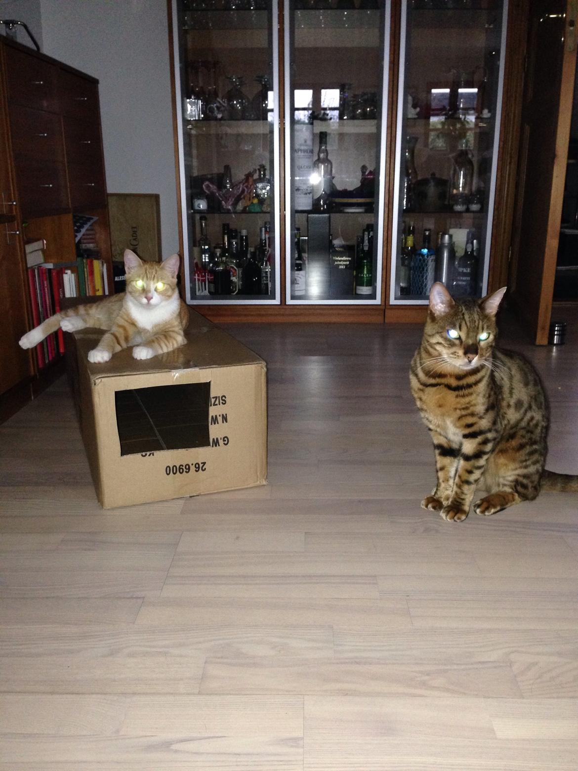 Huskat Balou billede 30