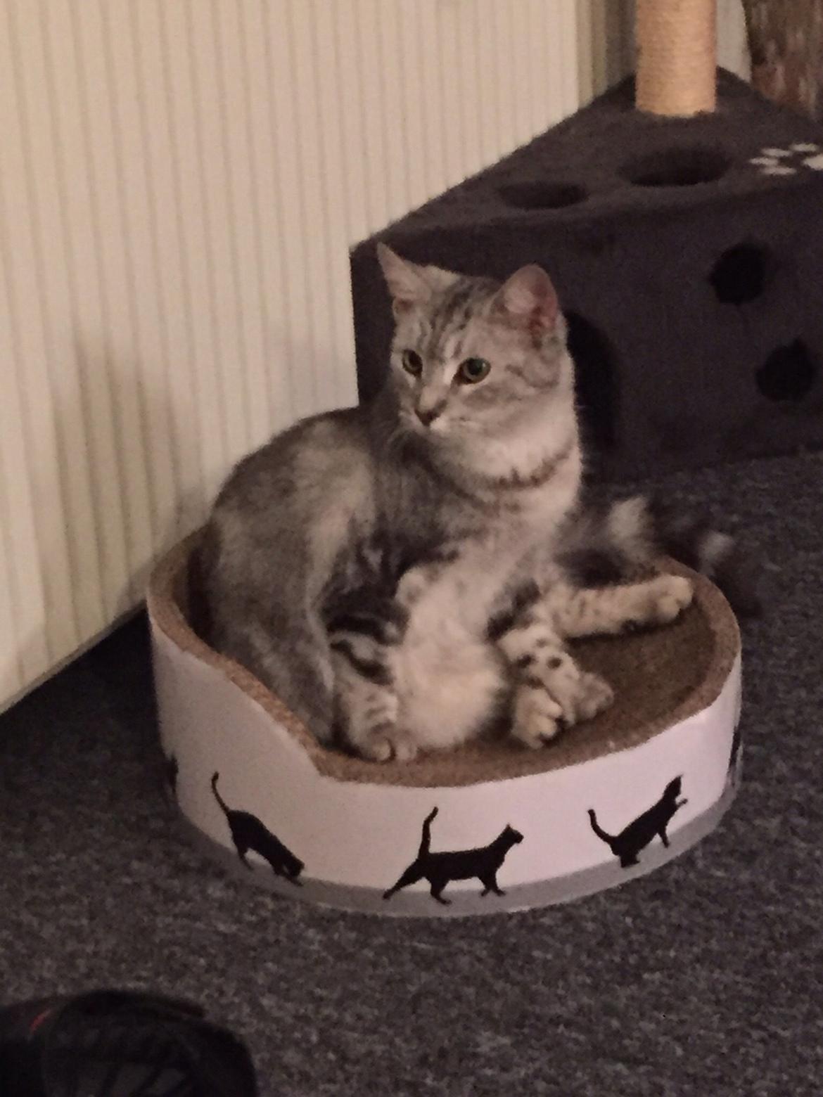 Blanding af racer Bailey billede 2