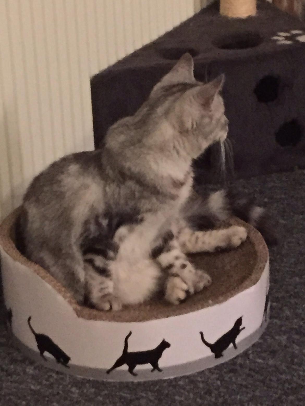 Blanding af racer Bailey billede 3