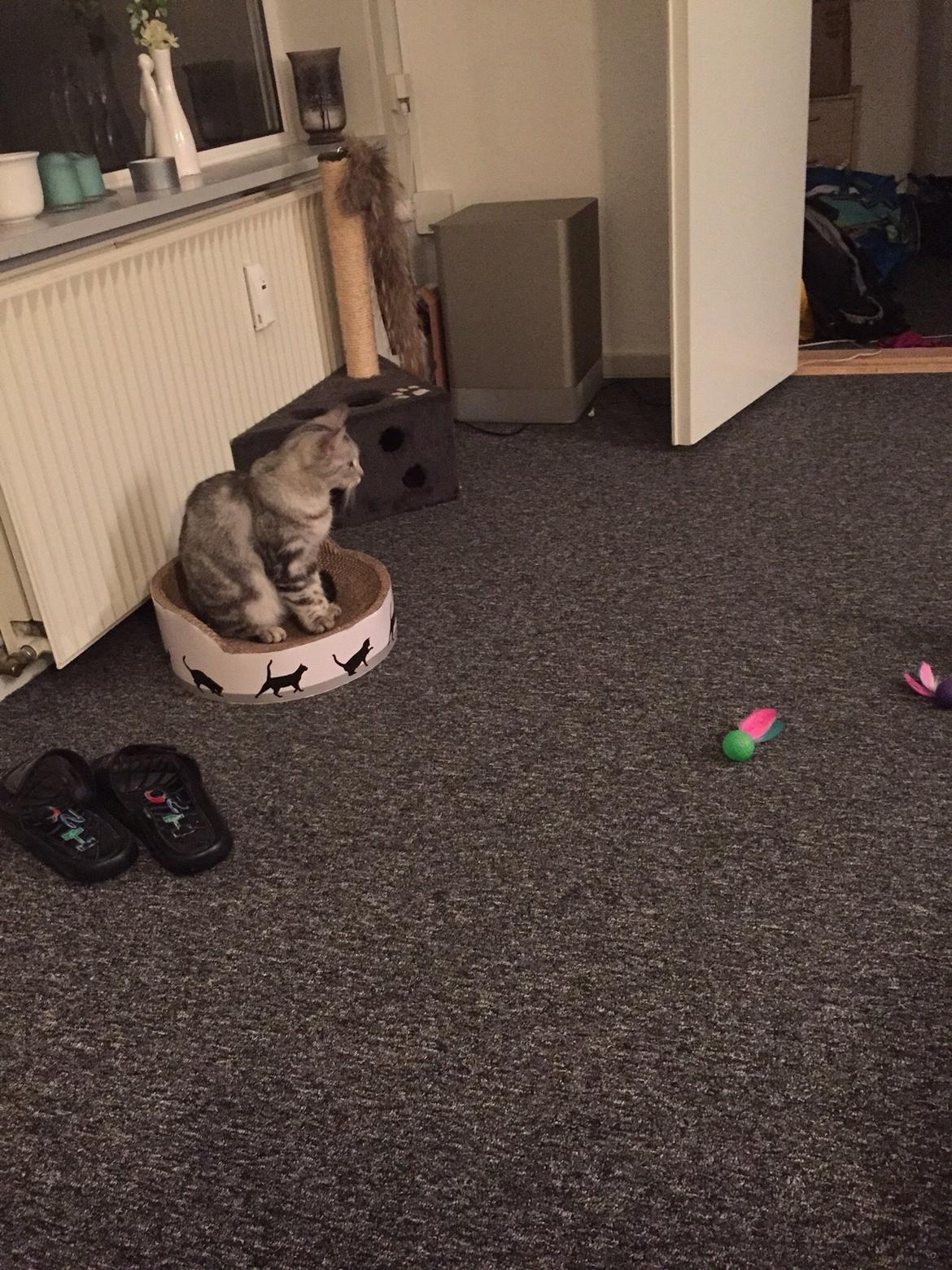 Blanding af racer Bailey billede 4