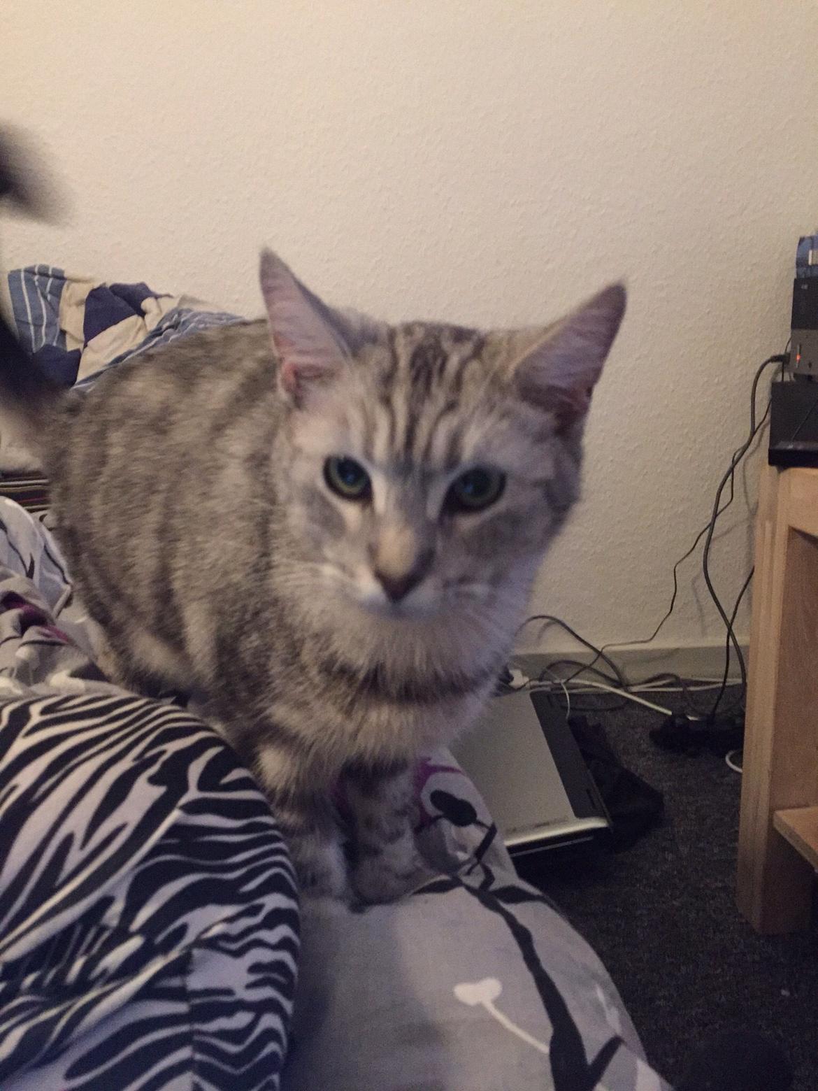 Blanding af racer Bailey billede 5