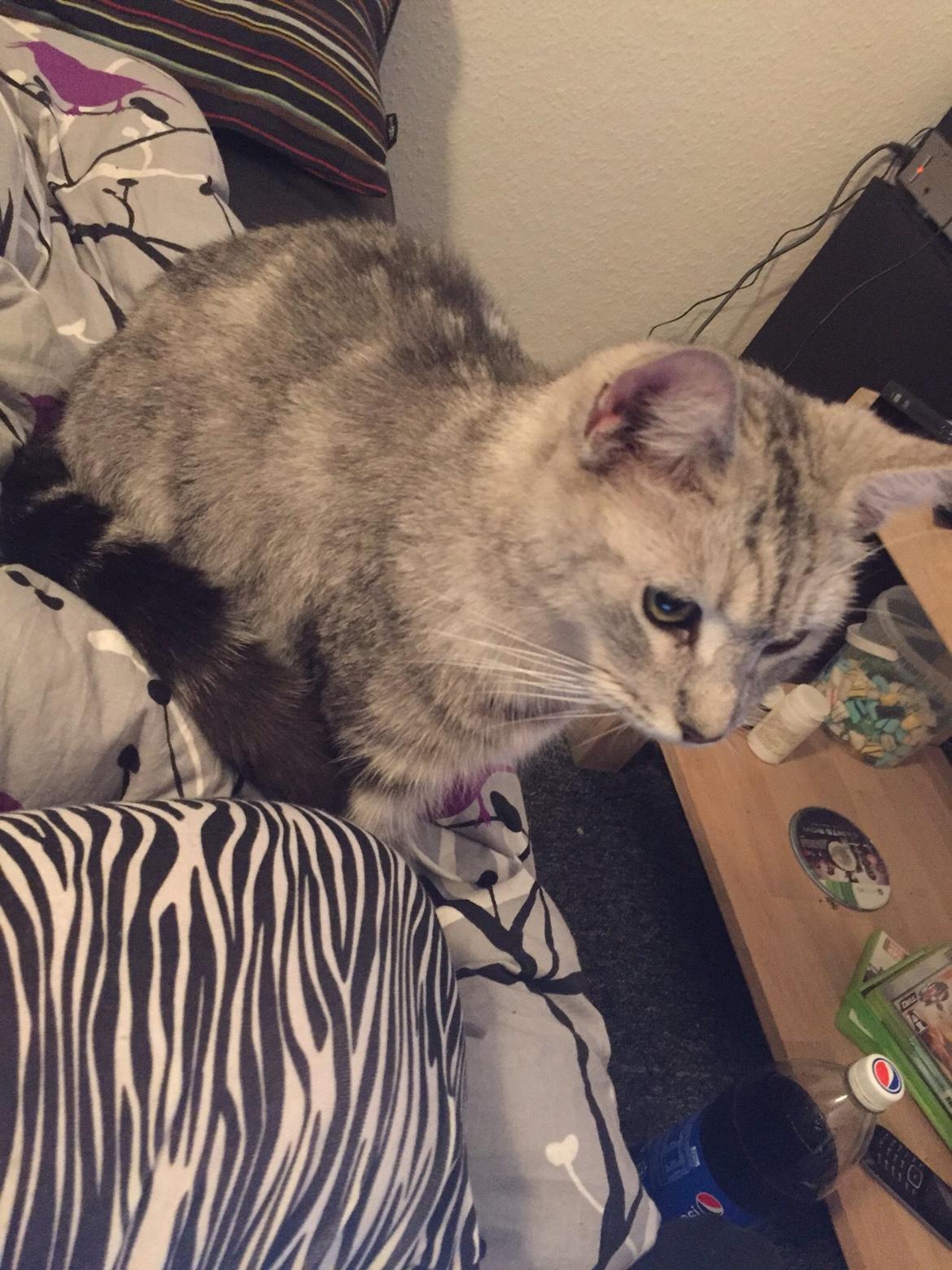 Blanding af racer Bailey billede 6