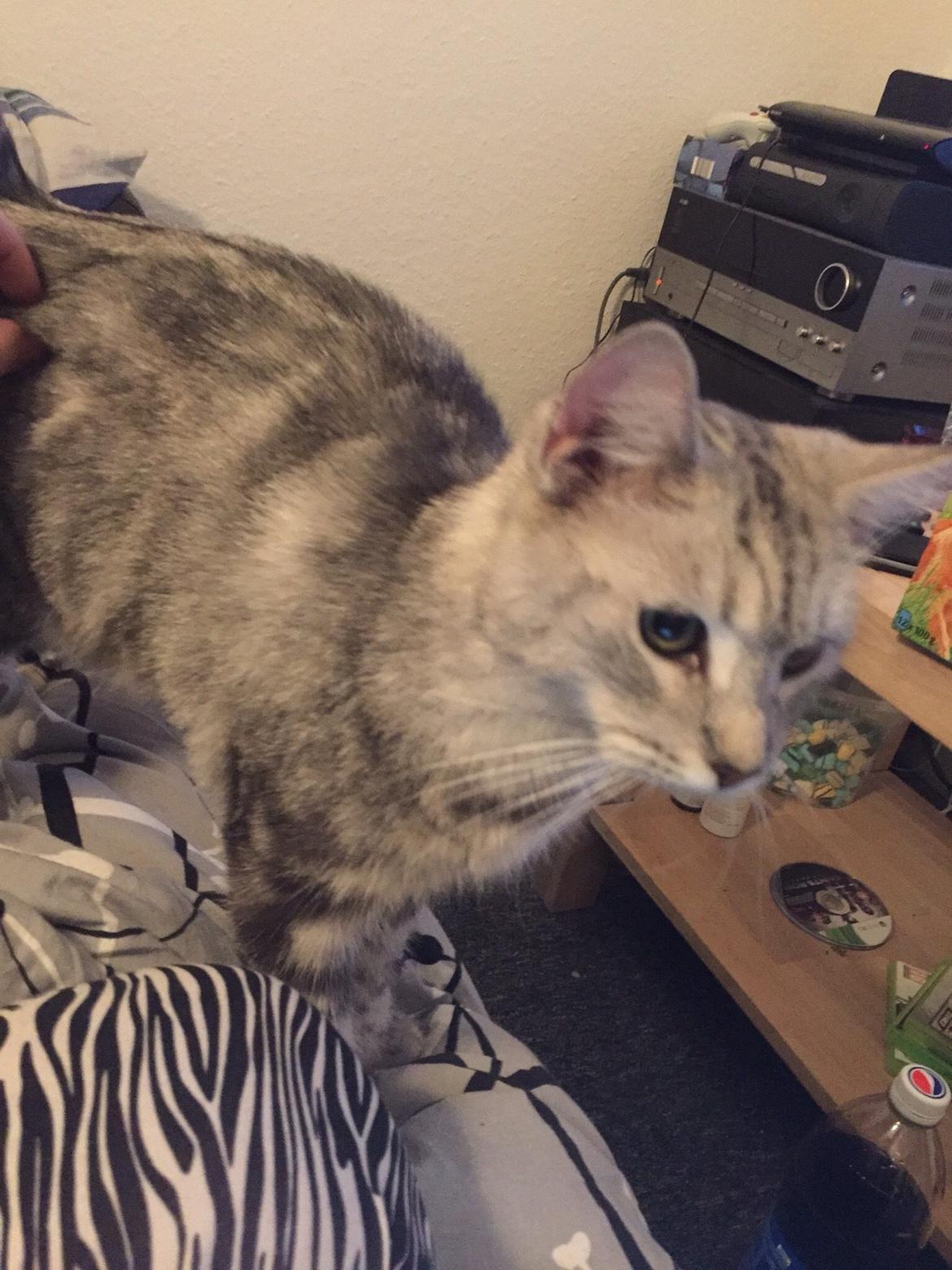 Blanding af racer Bailey billede 7