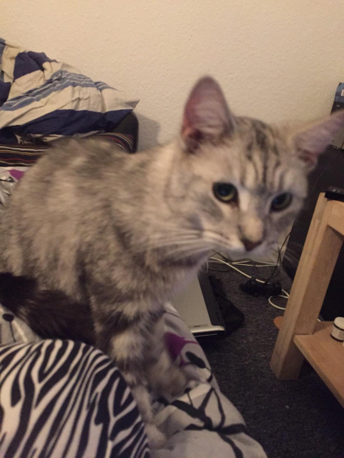 Blanding af racer Bailey billede 8