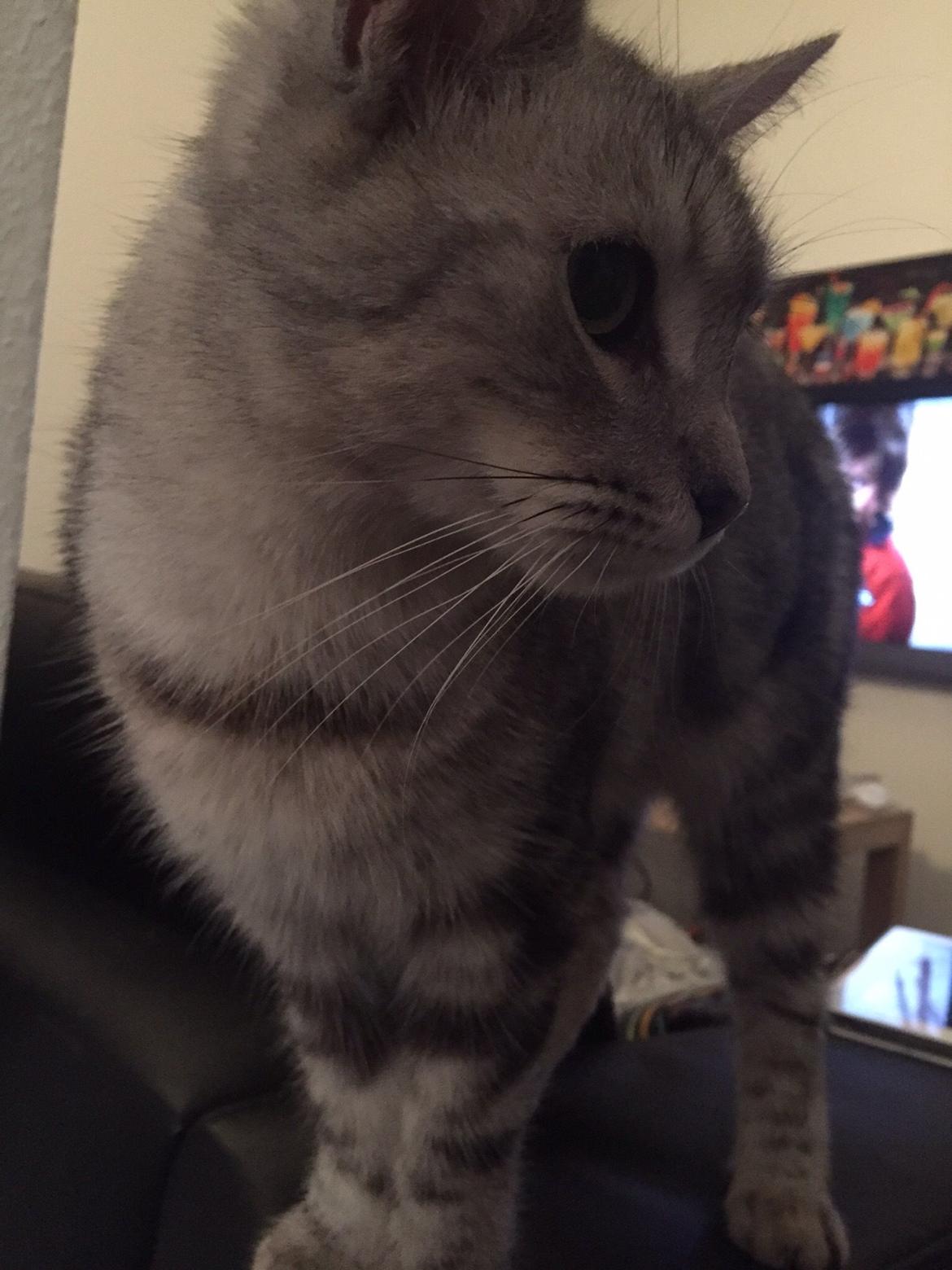 Blanding af racer Bailey billede 9