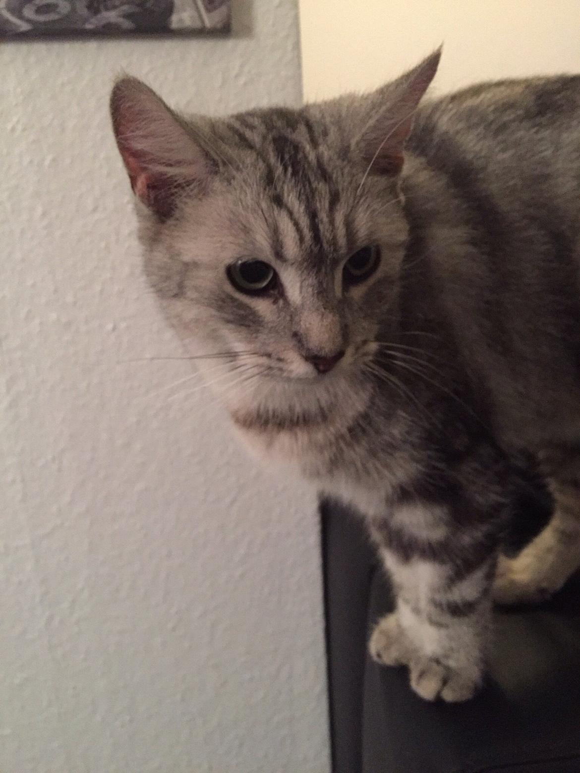 Blanding af racer Bailey billede 1