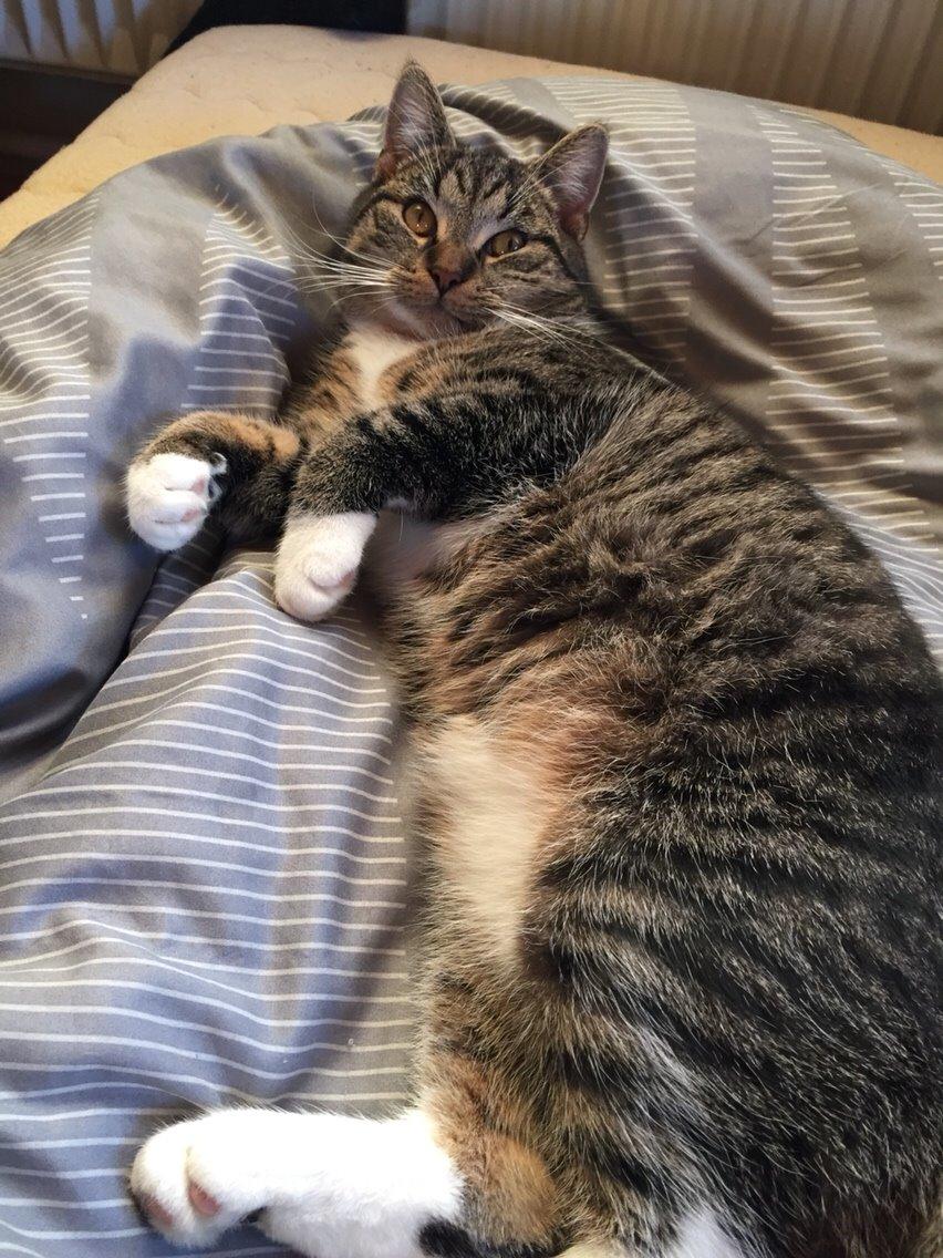 Huskat Tonser billede 42