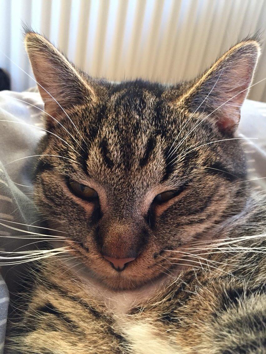 Huskat Tonser billede 43