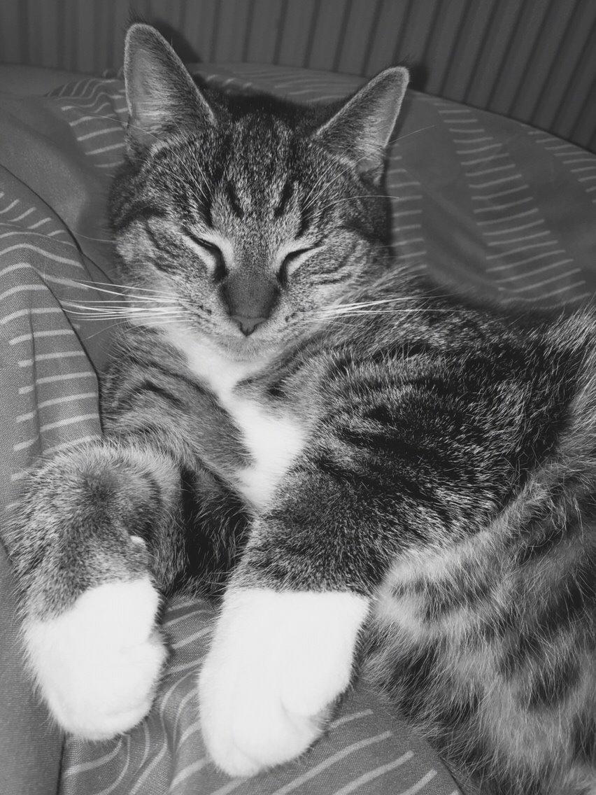 Huskat Tonser billede 44