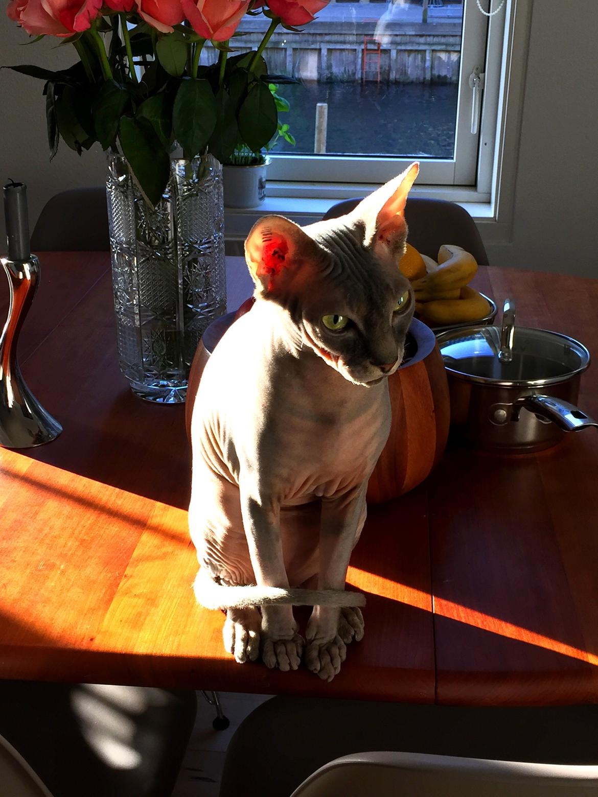 Sphynx Ramses billede 2