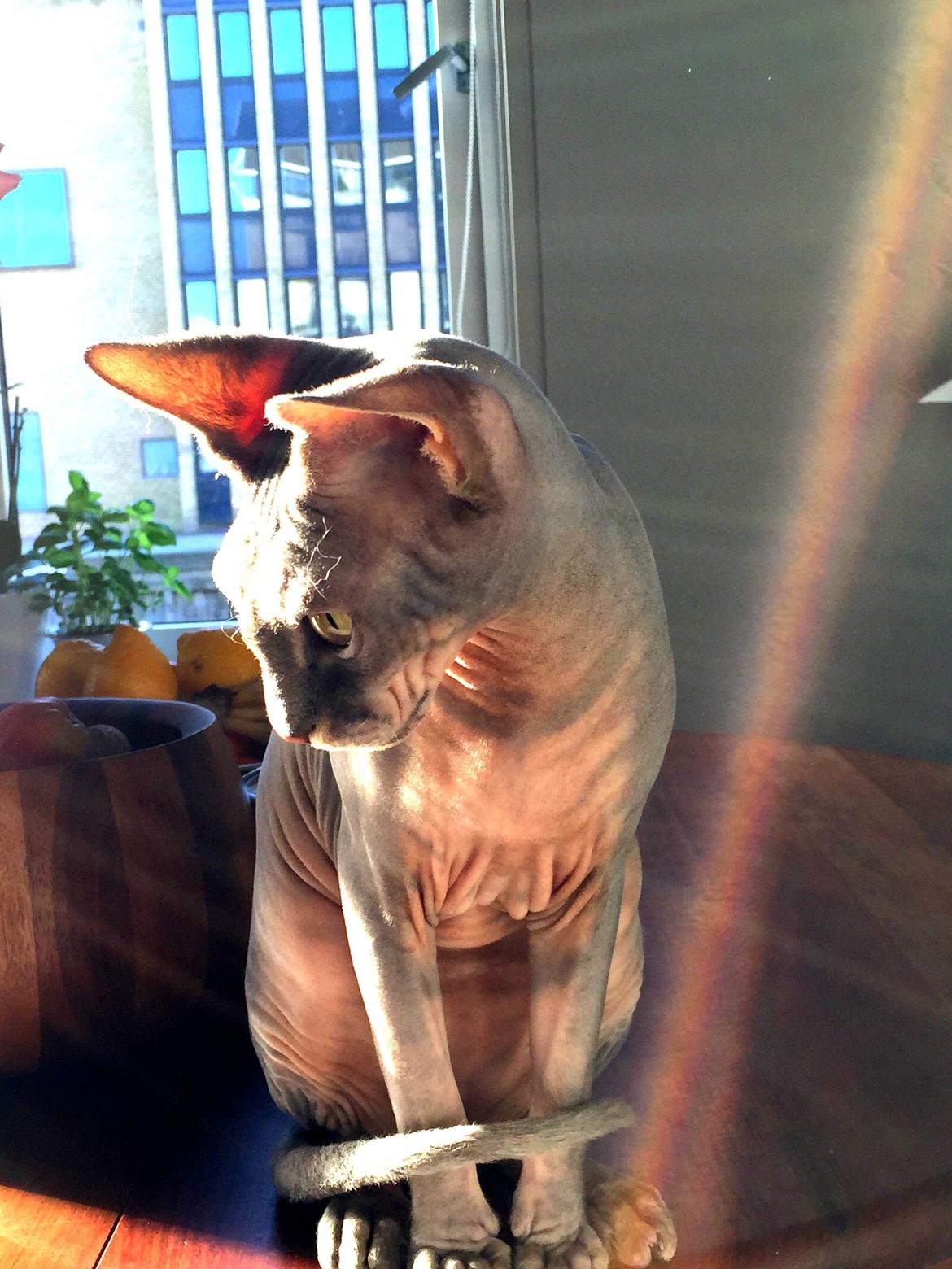 Sphynx Ramses billede 1