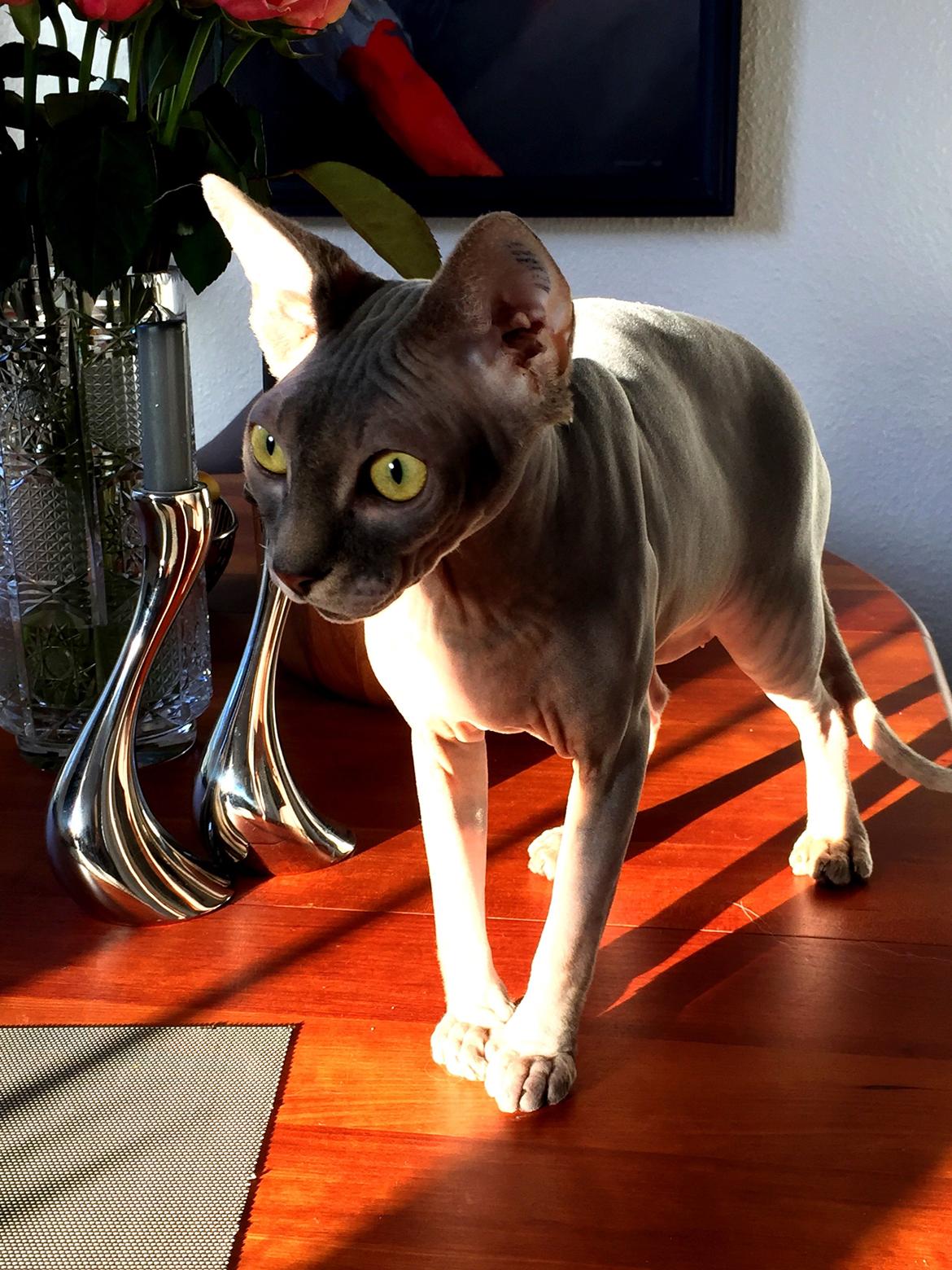 Sphynx Ramses billede 4