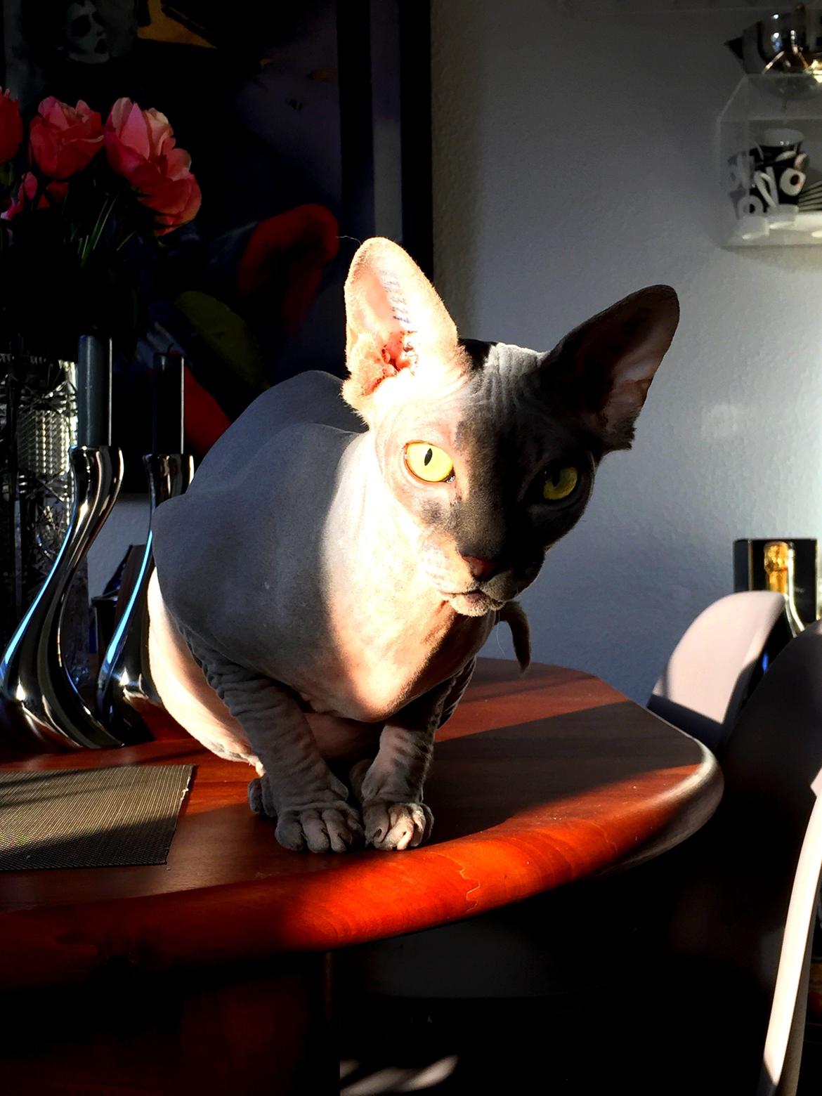 Sphynx Ramses billede 5