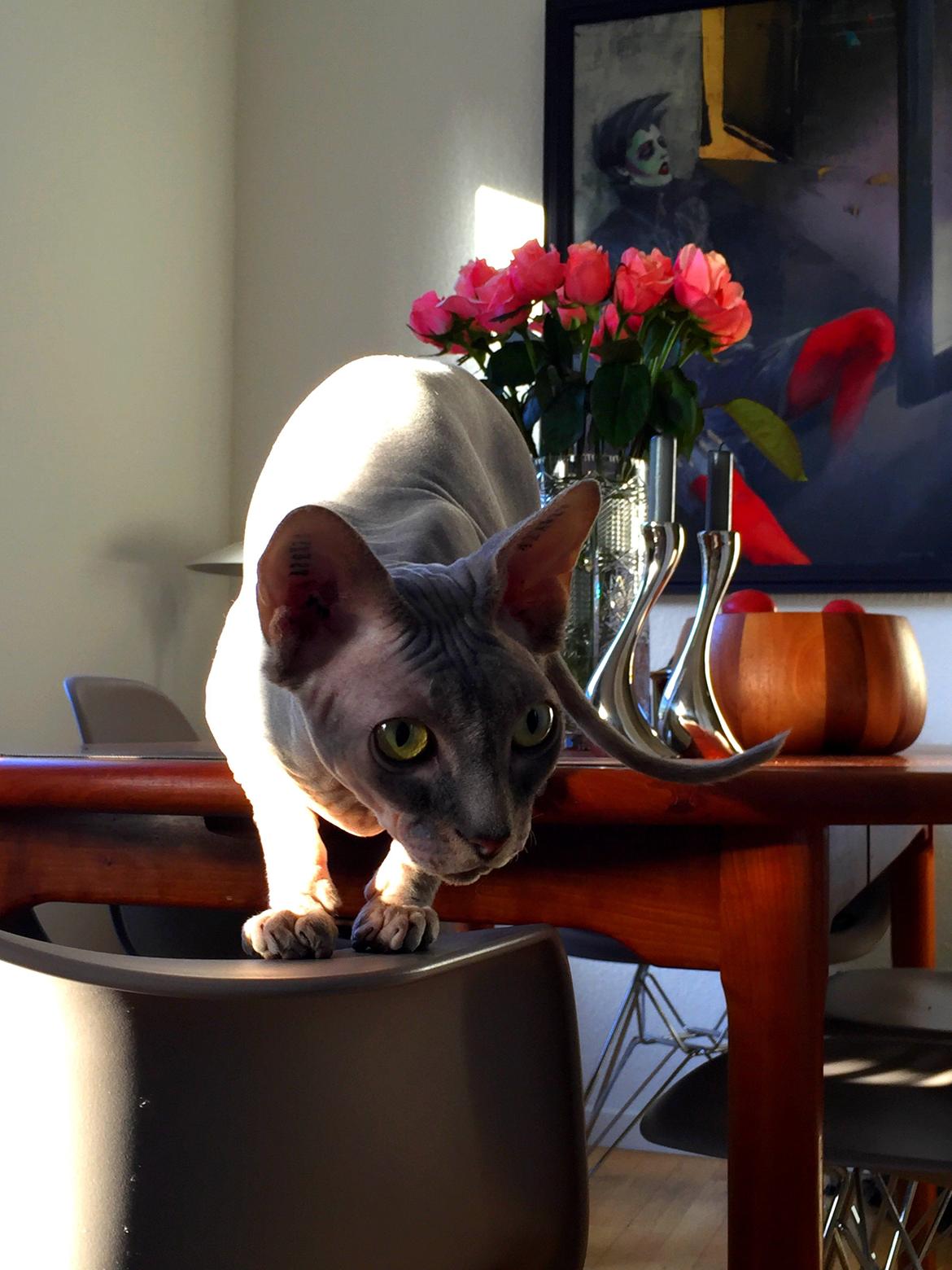 Sphynx Ramses billede 6