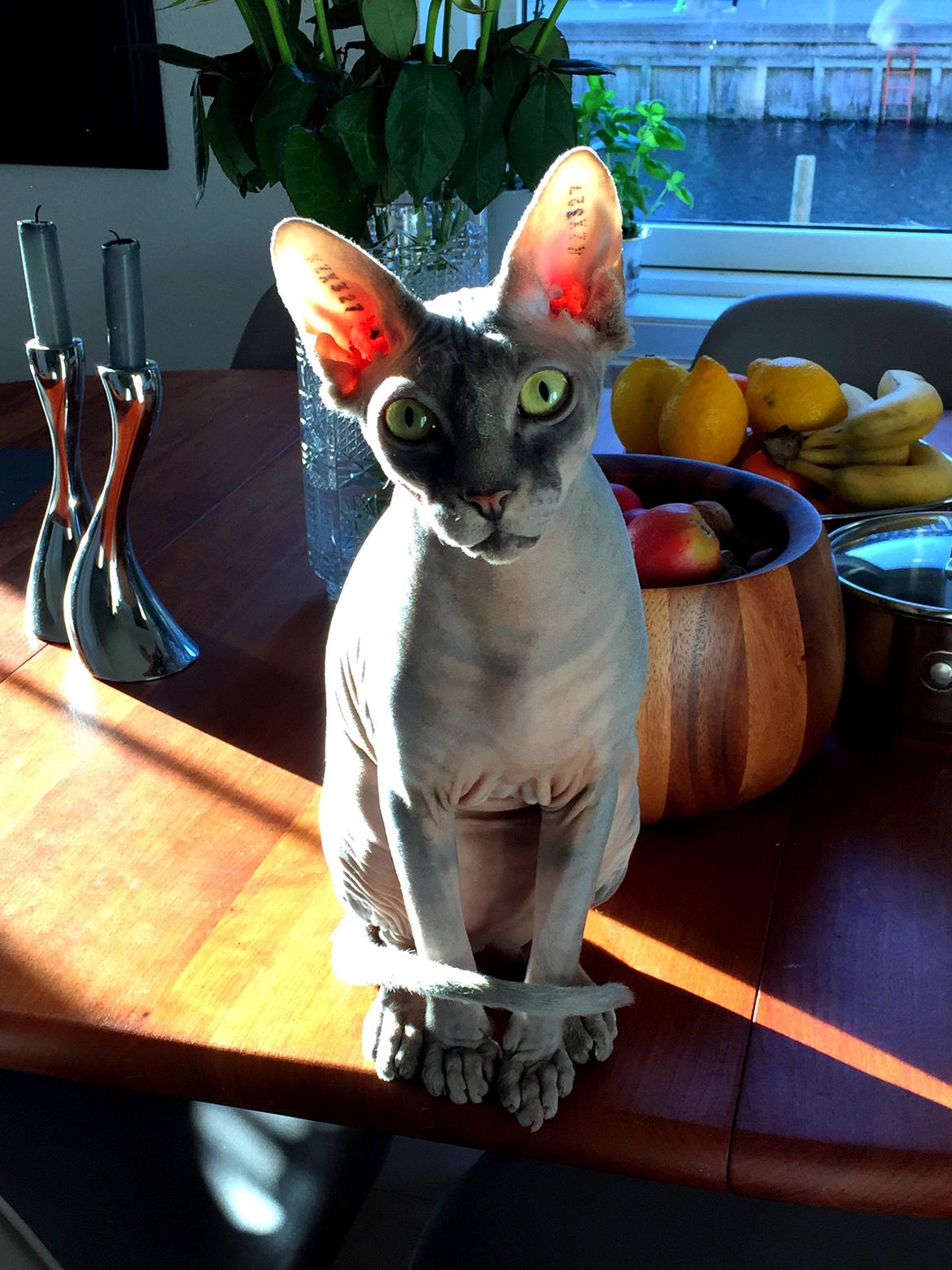 Sphynx Ramses billede 3