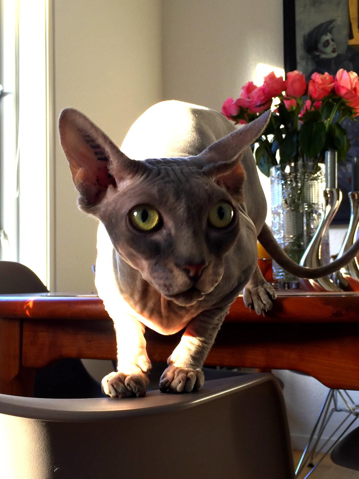 Sphynx Ramses billede 7