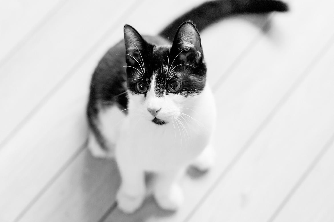 Huskat Ronaldo billede 1