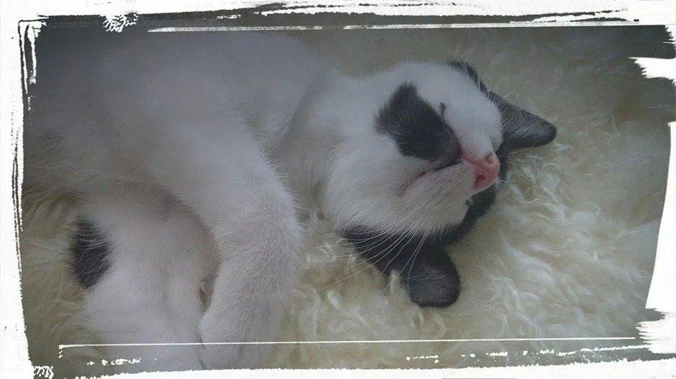 Huskat Ronaldo billede 2