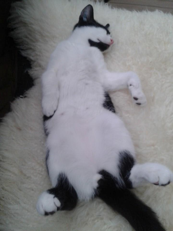 Huskat Ronaldo billede 3